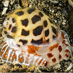 Naticidae 01